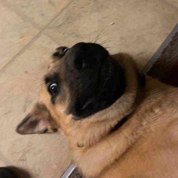 Meet your Posher, Samara - Picture 1 of 1